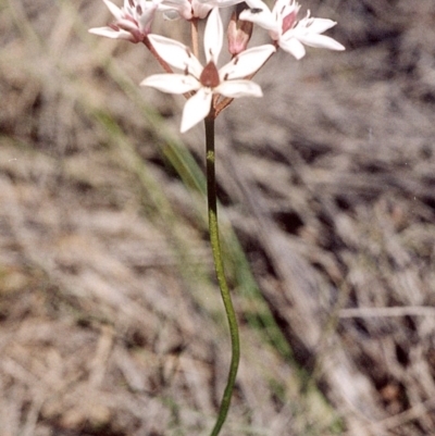 Burchardia umbellata (Milkmaids) at Ben Boyd National Park - 16 Sep 2008 by robndane