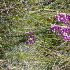 Comesperma ericinum (Heath Milkwort) at Ben Boyd National Park - 16 Sep 2008 by robndane