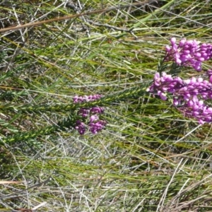 Comesperma ericinum at Green Cape, NSW - 17 Sep 2008