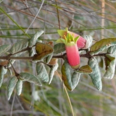 Correa reflexa var. reflexa (Common Correa, Native Fuchsia) at Ben Boyd National Park - 16 Sep 2008 by robndane