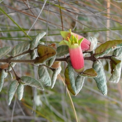 Correa reflexa var. reflexa (Common Correa, Native Fuchsia) at Ben Boyd National Park - 17 Sep 2008 by robndane