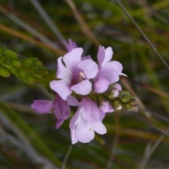 Euphrasia collina subsp. collina (Purple Eyebright) at Ben Boyd National Park - 17 Sep 2008 by robndane