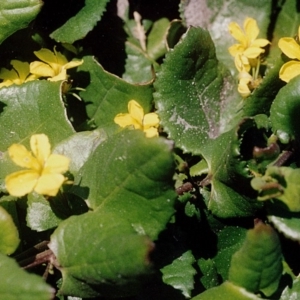 Goodenia ovata at Green Cape, NSW - 17 Sep 2008