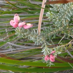 Grevillea lanigera (Woolly Grevillea) at Ben Boyd National Park - 16 Sep 2008 by robndane