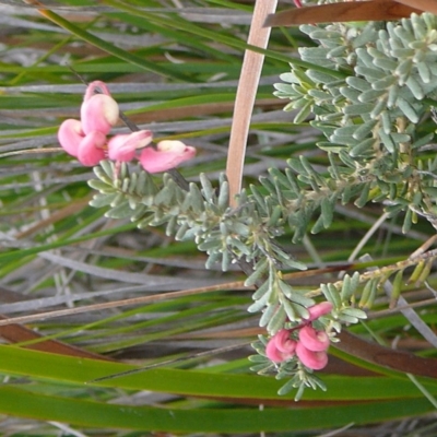 Grevillea lanigera (Woolly Grevillea) at Ben Boyd National Park - 17 Sep 2008 by robndane