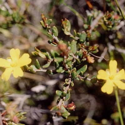 Hibbertia empetrifolia subsp. empetrifolia at Ben Boyd National Park - 17 Sep 2008 by robndane