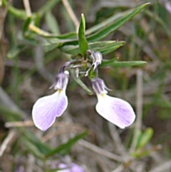 Pigea vernonii subsp. vernonii (Erect Violet) at Ben Boyd National Park - 17 Sep 2008 by robndane