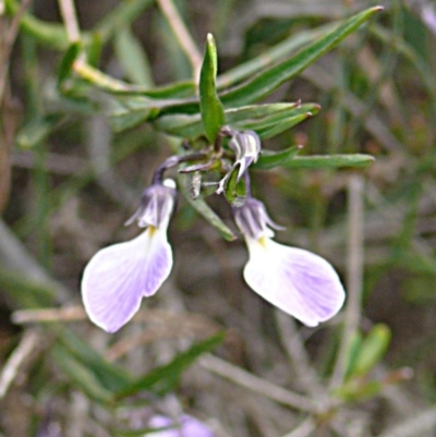 Pigea vernonii subsp. vernonii (Erect Violet) at Green Cape, NSW - 16 Sep 2008 by robndane