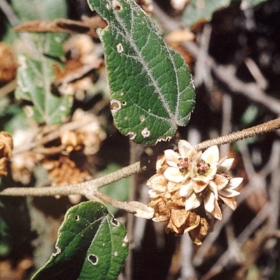 Lasiopetalum macrophyllum (Shrubby Velvet-Bush) at Ben Boyd National Park - 17 Sep 2008 by robndane