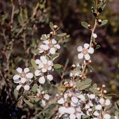 Gaudium trinervium (Paperbark Teatree) at Green Cape, NSW - 16 Sep 2008 by robndane