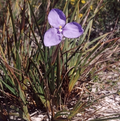 Patersonia sericea var. longifolia (Dwarf Purple Flag) at Ben Boyd National Park - 16 Sep 2008 by robndane