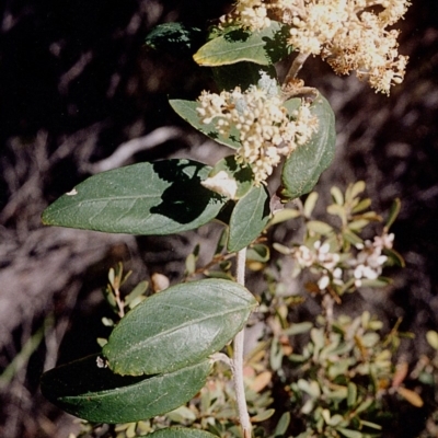 Pomaderris elliptica var. elliptica at Ben Boyd National Park - 17 Sep 2008 by robndane