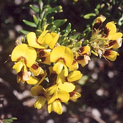 Pultenaea villosa (Hairy Bush-pea) at Ben Boyd National Park - 16 Sep 2008 by robndane