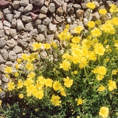 Senecio pinnatifolius at Ben Boyd National Park - 17 Sep 2008 by robndane