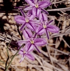 Thysanotus patersonii (Twining Fringe Lily) at Ben Boyd National Park - 16 Sep 2008 by robndane