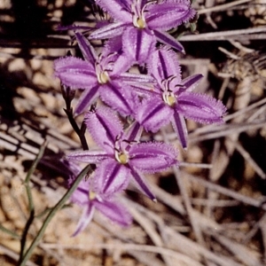 Thysanotus patersonii at Green Cape, NSW - 17 Sep 2008 12:00 AM