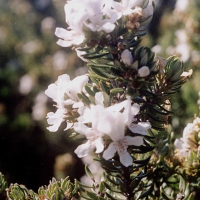 Westringia fruticosa (Native Rosemary) at Ben Boyd National Park - 16 Sep 2008 by robndane