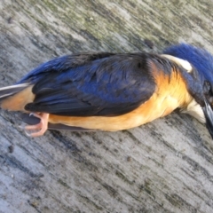 Ceyx azureus (Azure Kingfisher) at Cuttagee, NSW - 9 Mar 2012 by robndane