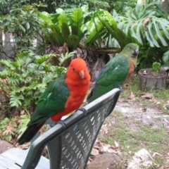 Alisterus scapularis (Australian King-Parrot) at Cuttagee, NSW - 6 Feb 2012 by robndane