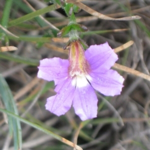 Scaevola ramosissima at Green Cape, NSW - 28 Mar 2012