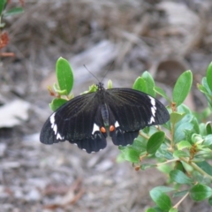 Papilio aegeus (Orchard Swallowtail, Large Citrus Butterfly) at Bermagui, NSW - 8 Mar 2009 by robndane