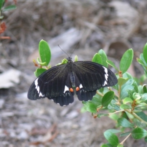 Papilio aegeus at Bermagui, NSW - 8 Mar 2009