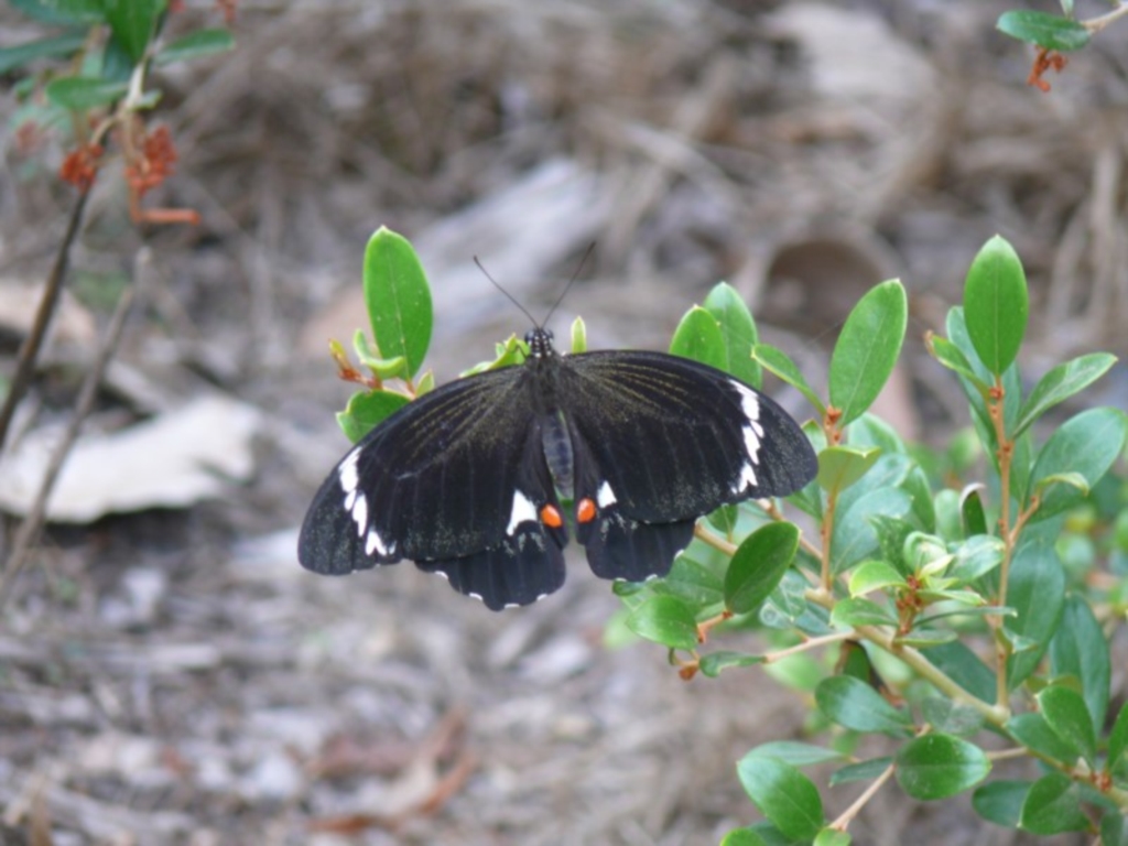 Papilio aegeus at Bermagui, NSW - 8 Mar 2009