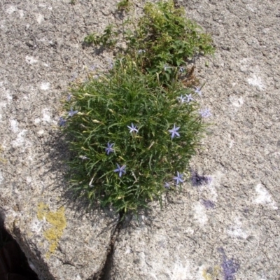 Isotoma axillaris (Australian Harebell, Showy Isotome) at Barunguba (Montague) Island - 17 Nov 2008 by robndane