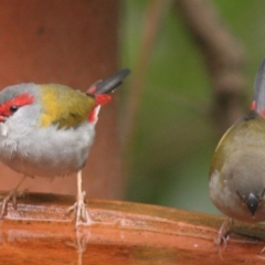 Neochmia temporalis (Red-browed Finch) at Cuttagee, NSW - 2 Mar 2006 by robndane