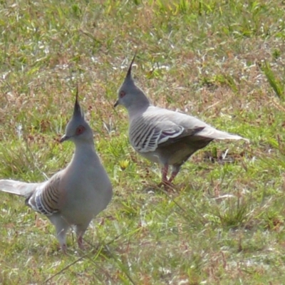 Ocyphaps lophotes (Crested Pigeon) at Bermagui, NSW - 30 Sep 2007 by robndane