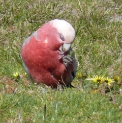 Eolophus roseicapilla (Galah) at Bermagui, NSW - 1 Oct 2007 by robndane