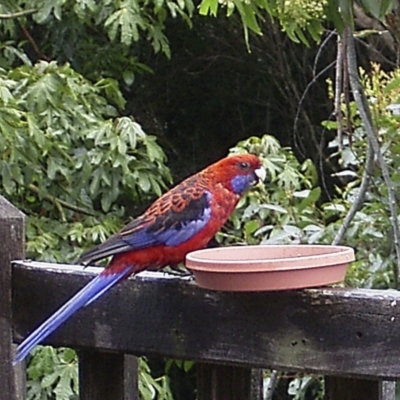 Platycercus elegans (Crimson Rosella) at Bermagui, NSW - 10 Jan 2005 by robndane