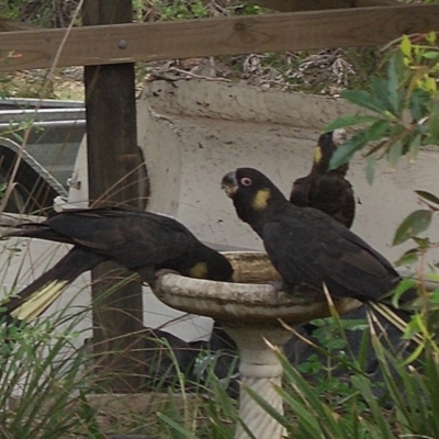 Zanda funerea (Yellow-tailed Black-Cockatoo) at Bermagui, NSW - 27 Mar 2010 by robndane