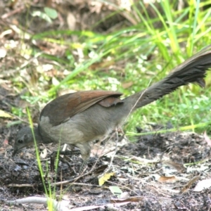 Menura novaehollandiae at Tanja, NSW - 10 Apr 2006