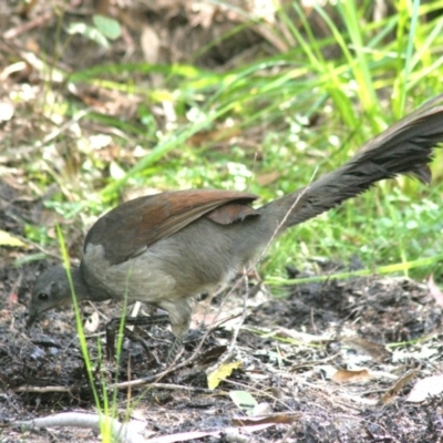 Menura novaehollandiae (Superb Lyrebird) at Biamanga National Park - 9 Apr 2006 by robndane