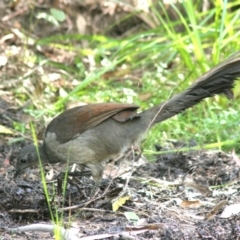 Menura novaehollandiae (Superb Lyrebird) at Biamanga National Park - 9 Apr 2006 by robndane