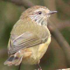 Acanthiza lineata (Striated Thornbill) at Cuttagee, NSW - 29 Mar 2006 by robndane