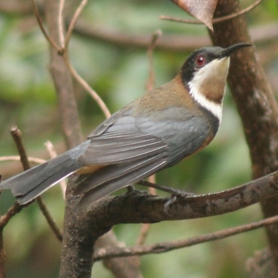 Acanthorhynchus tenuirostris (Eastern Spinebill) at Cuttagee, NSW - 30 Mar 2006 by robndane