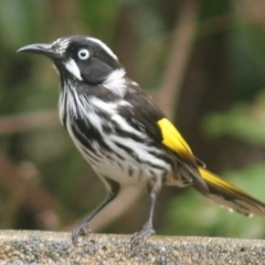 Phylidonyris novaehollandiae (New Holland Honeyeater) at Cuttagee, NSW - 30 Mar 2006 by robndane