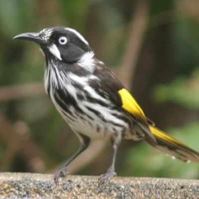 Phylidonyris novaehollandiae (New Holland Honeyeater) at Cuttagee, NSW - 29 Mar 2006 by robndane