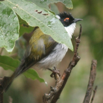 Melithreptus lunatus (White-naped Honeyeater) at Cuttagee, NSW - 29 Mar 2006 by robndane