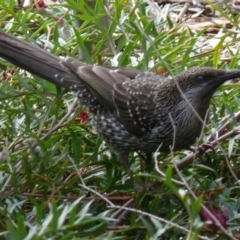 Anthochaera chrysoptera (Little Wattlebird) at Bermagui, NSW - 28 Aug 2007 by robndane