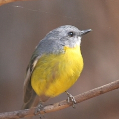 Eopsaltria australis (Eastern Yellow Robin) at Tanja, NSW - 10 Apr 2006 by robndane