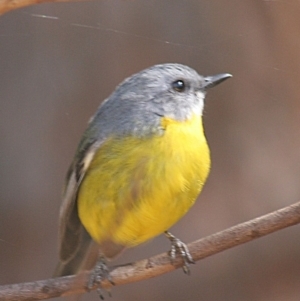 Eopsaltria australis at Tanja, NSW - 10 Apr 2006