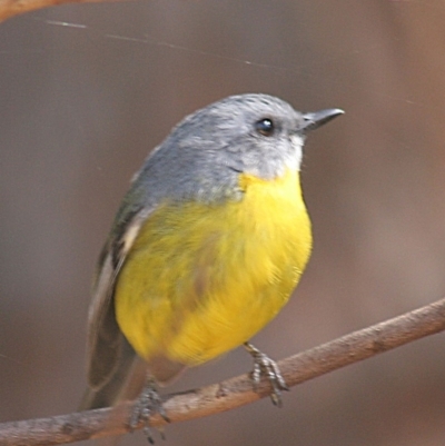 Eopsaltria australis (Eastern Yellow Robin) at Biamanga National Park - 10 Apr 2006 by robndane