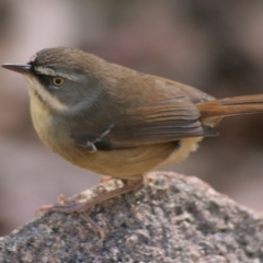 Sericornis frontalis (White-browed Scrubwren) at Biamanga National Park - 9 Apr 2006 by robndane