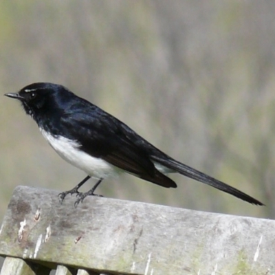 Rhipidura leucophrys (Willie Wagtail) at Tanja, NSW - 8 Sep 2007 by robndane