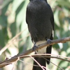 Strepera graculina (Pied Currawong) at Biamanga National Park - 10 Apr 2006 by robndane