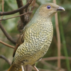 Ptilonorhynchus violaceus at Cuttagee, NSW - 30 Mar 2006