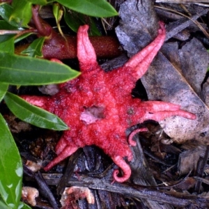 Aseroe rubra at Bermagui, NSW - 4 Feb 2002